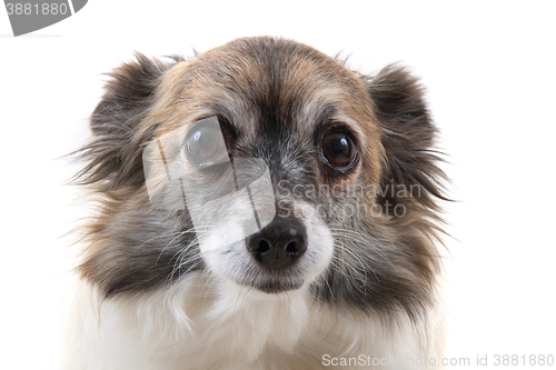 Image of head of sweet chihuahua