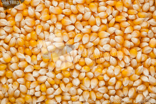 Image of Corn kernels