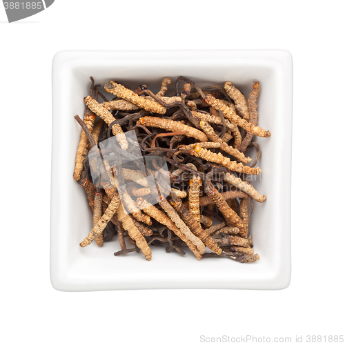 Image of Traditional Chinese Medicine - Ophiocordyceps sinensis (caterpil