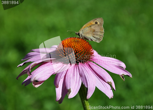 Image of Purple coneflower