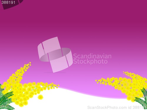 Image of mimosa