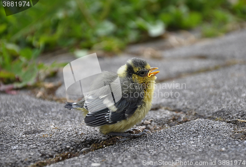 Image of Young blue tit