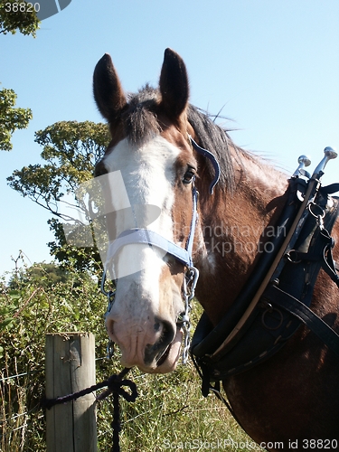 Image of Clydesdale Horse