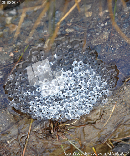 Image of Frog spawn