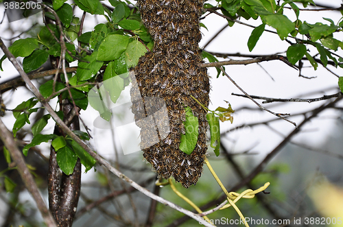 Image of Swarm of bees