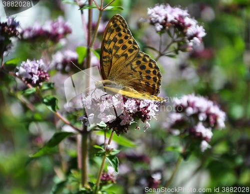 Image of Oregano with butterfly