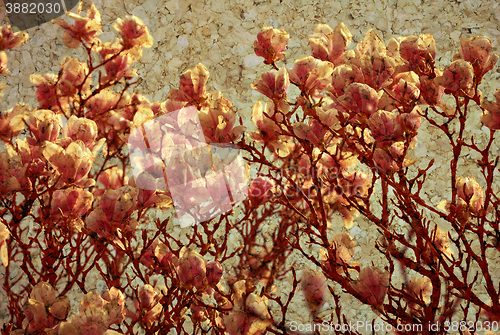 Image of Background with Magnolia