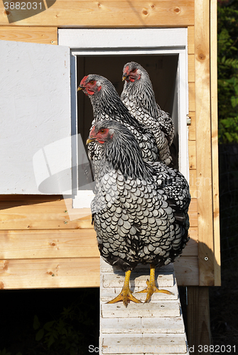 Image of Wyandotts in front of chicken house