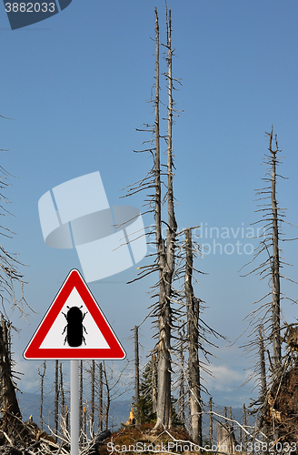 Image of Bark beetle zone at mount Rachel