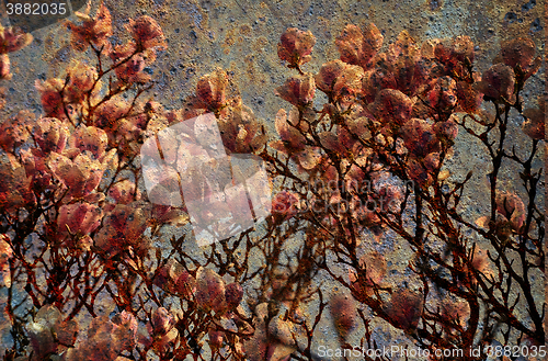 Image of Background with Magnolia