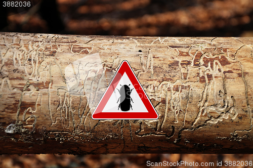 Image of Bark-beetle attention sign