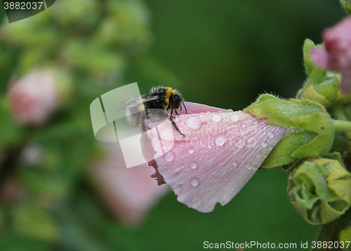 Image of Common Hollyhock with bumblebee