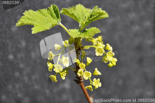 Image of Red currant bloom