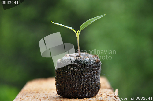 Image of Pepper seedling