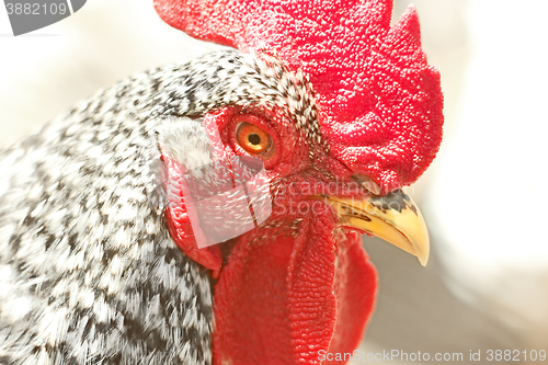 Image of Adult speckled rooster