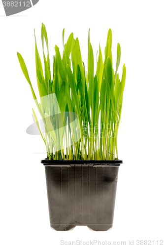 Image of Wheat grass isolated