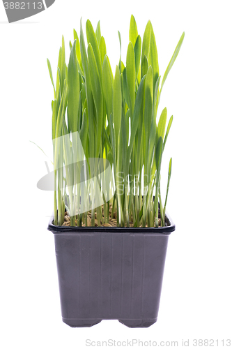 Image of Wheat grass isolated