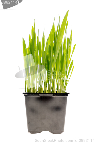 Image of Wheat grass isolated