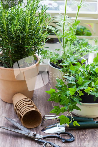 Image of Plants with flowers and herbs in garden