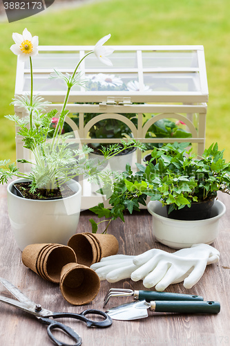 Image of Plants with flowers and herbs in garden