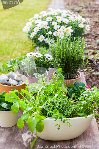 Image of Plants with flowers and herbs in garden