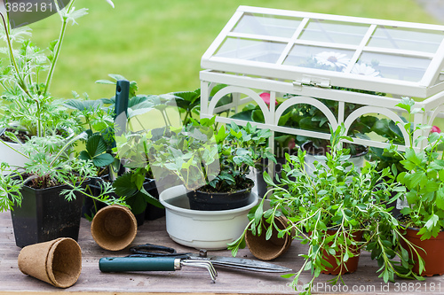 Image of Plants with flowers and herbs in garden