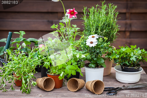 Image of Plants with flowers and herbs in garden