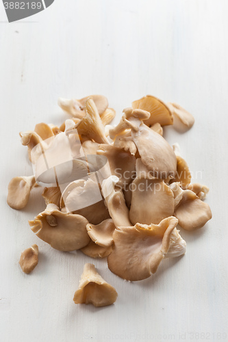Image of Fresh organic oyster mushrooms