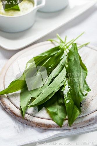 Image of Fresh wild garlic leaves