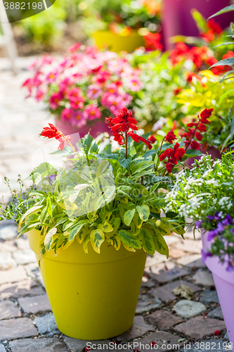 Image of Flower pots