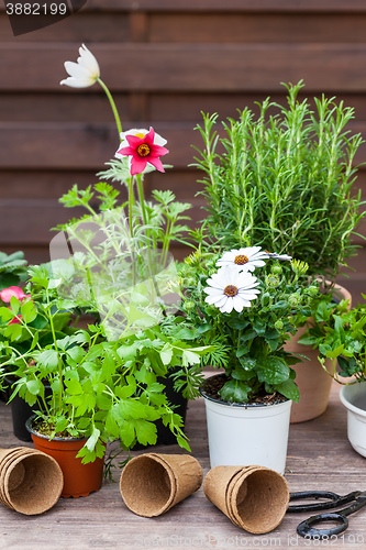 Image of Plants with flowers and herbs in garden