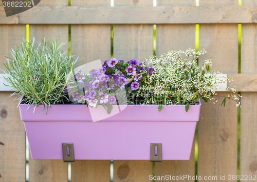 Image of Flower pot hanging on wooden fence