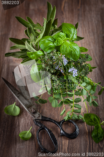Image of Herbs with vintage garden scissors 