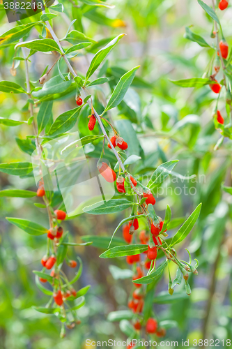 Image of Goji plant