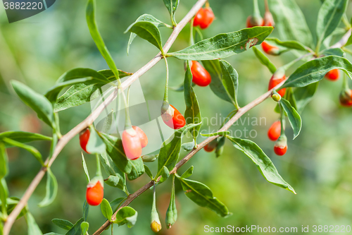 Image of Goji plant