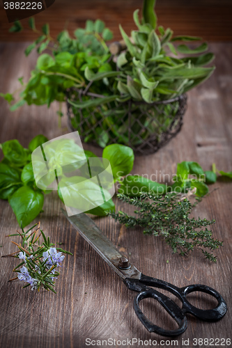 Image of Herbs with vintage garden scissors 