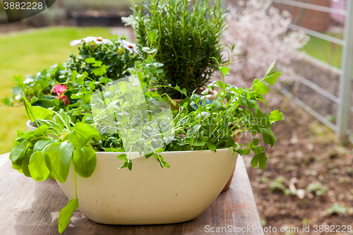 Image of Plants with flowers and herbs in garden