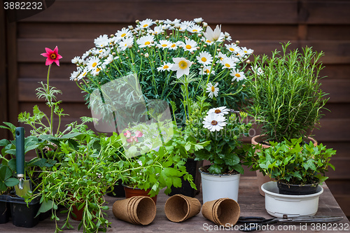 Image of Plants with flowers and herbs in garden