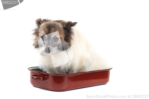 Image of chihuahua in the pan
