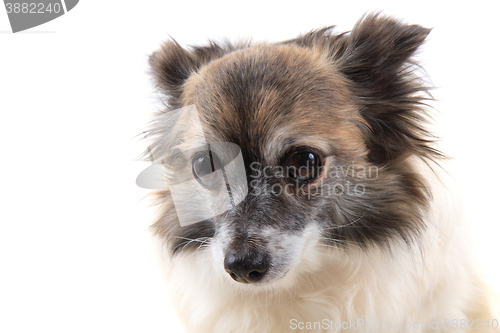 Image of head of sweet chihuahua