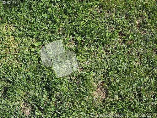 Image of Green grass meadow background
