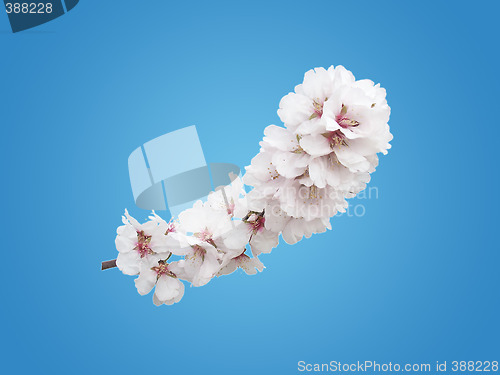 Image of almond background