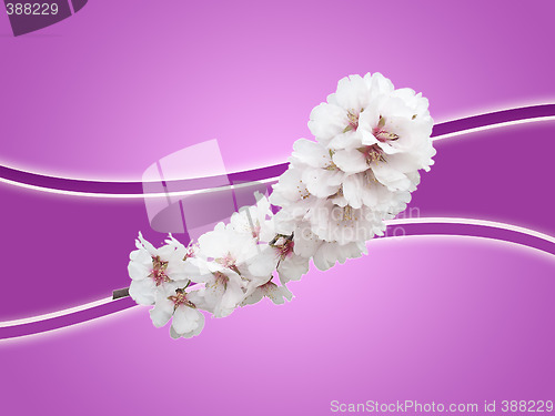 Image of almond background