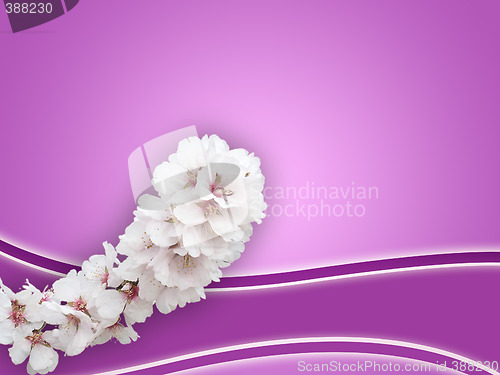 Image of almond background