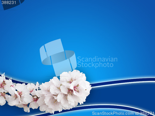 Image of almond background