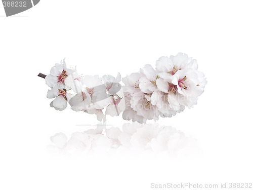 Image of almond background