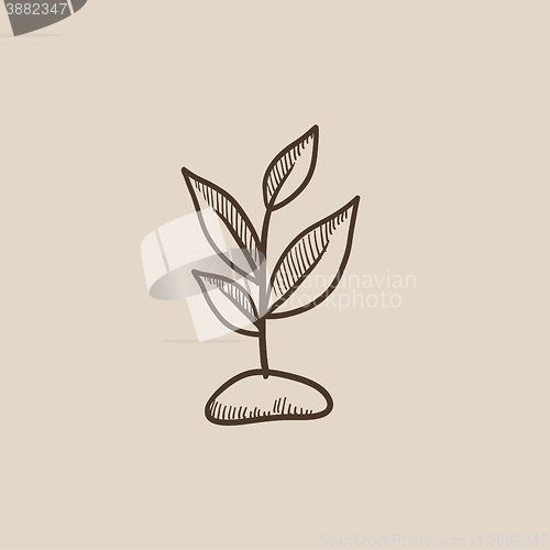 Image of Sprout sketch icon.