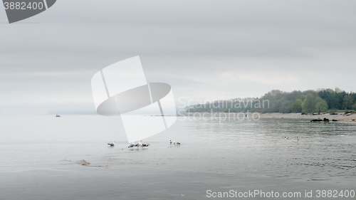 Image of Foggy morning on coast of gulf of Finland, Estonia