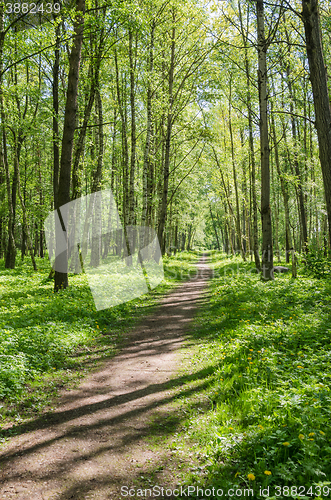 Image of Path leading through the summer park