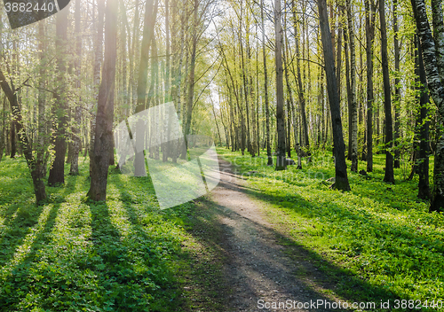 Image of Alley shined by solar beams in spring park